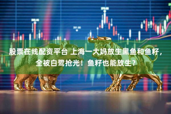 股票在线配资平台 上海一大妈放生黑鱼和鱼籽，全被白鹭抢光！鱼籽也能放生？